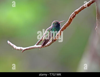 Leuchtendes Grün Kolibri (Lepidopyga goudoti) auf einem Zweig in Kolumbien thront. Stockfoto