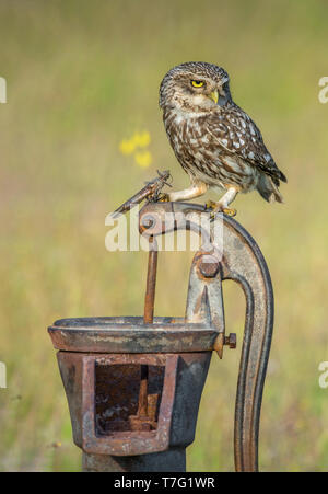 Steinkauz Athene noctua Stockfoto