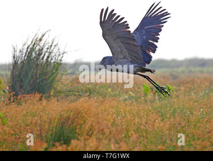 Schuhschnabel (Balaeniceps Rex) oder whalehead, im Flug über Papyrus Sumpf in Uganda. Stockfoto