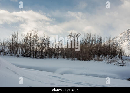 Foto von trockenem Gras im Winter spiti im Himalaya Stockfoto