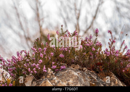 Blumen Frühling Heide Wald Erica Dryas Stockfoto