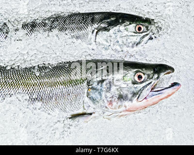 In der Nähe von zwei Lachs Fisch auf Eis für den Verkauf in einem Lebensmittelmarkt in Vancouver, Kanada Stockfoto