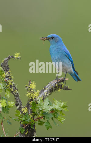 Erwachsenen männlichen Mountain Bluebird (Sialia currucoides) in Kamloops, Kanada im Juni 2015. Stockfoto