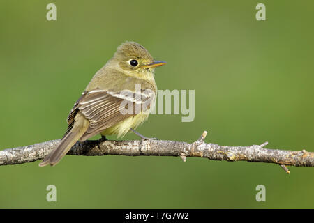 Nach Pazifik - hang Schopftyrann (Empidonax difficilis) auf einem Zweig vor einem grünen Hintergrund thront. In Riverside County, Kalifornien, USA Stockfoto