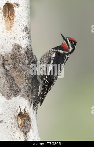 Erwachsene Frau Rot-naped Sapsucker (Sphyrapicus nuchalis) gegen einen Baum im Wald in der Nähe von Kamloops, British Columbia, Kanada thront. Stockfoto