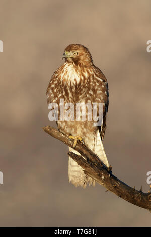 Unreifen Roten-tailed Hawk (Buteo Jamaicensis) sitzt auf einem Zweig in Riverside County, Kalifornien, USA. Stockfoto