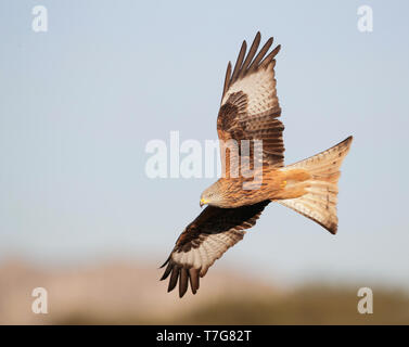 Im ersten Winter Rotmilan (Milvus milvus) im Flug, von unten gesehen. Stockfoto