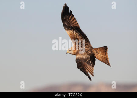 Im ersten Winter Rotmilan (Milvus milvus) im Flug, von oben gesehen. Stockfoto