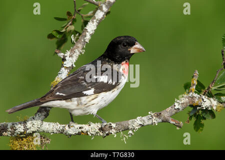 1. Feder männlichen Rose-breasted Grosbeak, Pheucticus ludovicianus Galveston, TX.de April 2017 Stockfoto