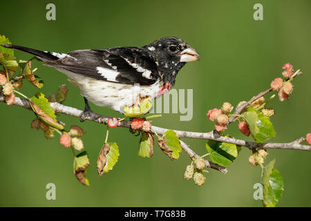 1. Feder männlichen Rose-breasted Grosbeak, Pheucticus ludovicianus Galveston, TX.de April 2017 Stockfoto