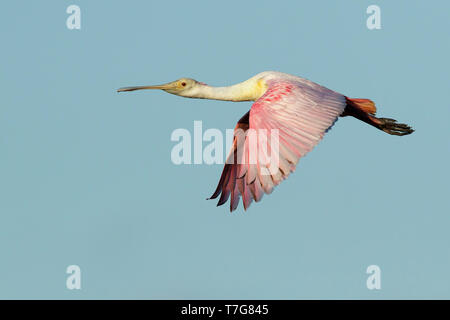 Juvenile Rosalöffler, Platalea ajaja Galveston Co., Texas, April 2017 Stockfoto