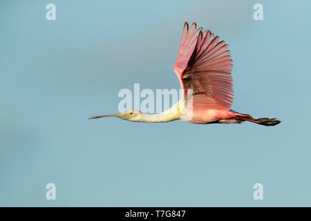 Juvenile Rosalöffler, Platalea ajaja Galveston Co., Texas, April 2017 Stockfoto