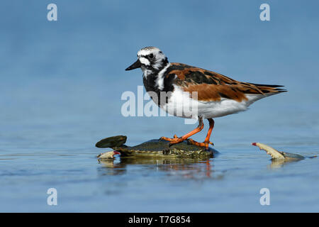 Nach Zucht Ruddy Turnstone (Arenaria interpres) Nahrungssuche auf eine Krabbe auf Galveston Co Texas, USA. Stockfoto