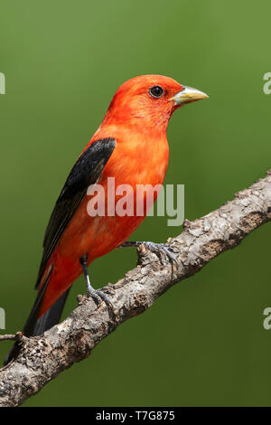 Erwachsene Männchen Scarlet Tanager, Piranga olivacea Galveston Co., Texas Stockfoto