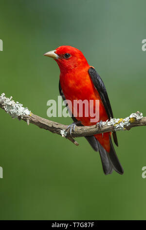 Erwachsene Männchen Scarlet Tanager, Piranga olivacea Galveston Co., Texas, April 2016 Stockfoto