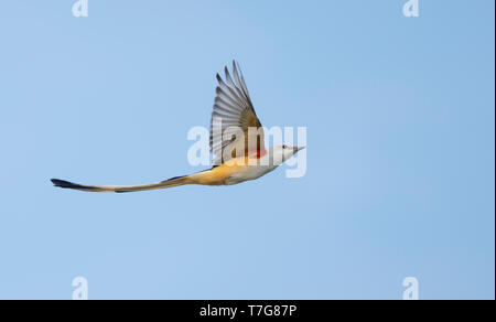 Erwachsene männliche Scissor-tailed Schopftyrann (Tyrannus forficatus) im Flug in Kammern Co., Texas, USA, im Herbst. Stockfoto