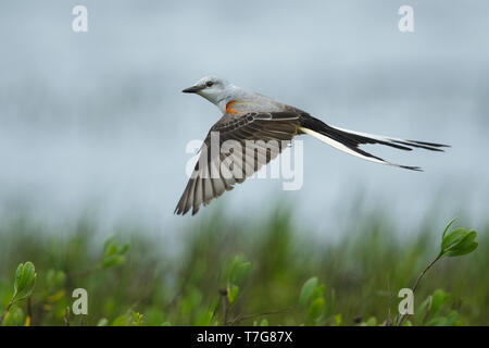 Erwachsene männliche Scissor-tailed Schopftyrann (Tyrannus forficatus) im Flug in Clayton Co., Texas im Frühling. Stockfoto