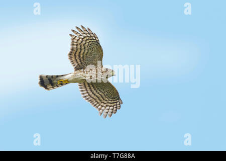 Im ersten Winter Sharp-Shinned Hawk (Accipiter striatus) im Flug gegen einen blauen Himmel als Hintergrund in Chambers County, Texas, USA, im Herbst migratio Stockfoto