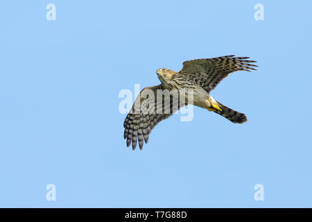 Im ersten Winter Sharp-Shinned Hawk (Accipiter striatus) im Flug gegen einen blauen Himmel als Hintergrund in Chambers County, Texas, USA, im Herbst migratio Stockfoto