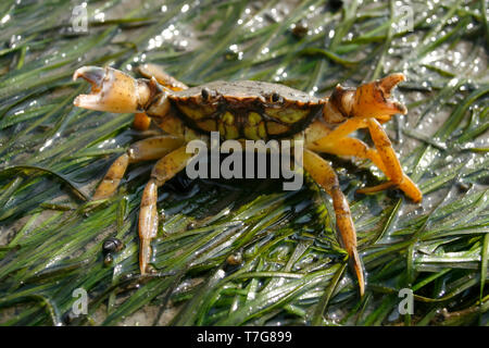 Shore Crab (Carcinus maenas) im deutschen Wattenmeer, auf der weltweit schlimmsten eingeschleppte invasive Arten. Stockfoto