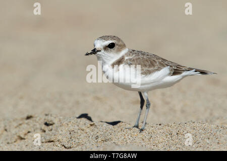 Nach verschneiten Plover (Charadrius nivosus) in nonbreeding Gefieder auf einem Strand in Los Angeles County, Kalifornien, USA. Stockfoto