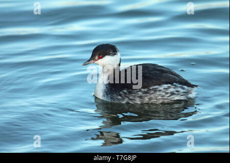 Horned Grebe (Podiceps auritus), erwachsene Winter schwimmen, von der Seite gesehen. Stockfoto