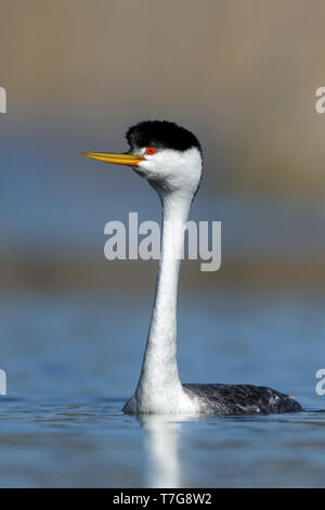 Nach western grebe (Aechmophorus occidentalis) Schwimmen in einem See in San Diego County, Kalifornien, USA. Stockfoto