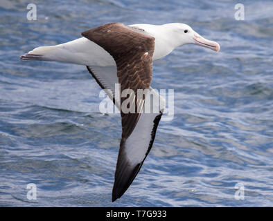 Nach Norden Royal Albatross (Diomedea sanfordi) im Flug über Neuseeland subantarktischen Gewässern. Von der Seite. Stockfoto