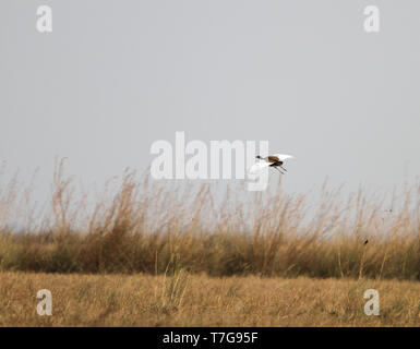 Kritisch bedrohte Bengal Florican (Houbaropsis bengalensis) im Flug über Wiesen. Stockfoto