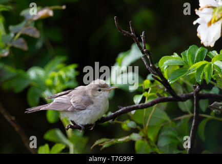 Vagrant erster Winter östlichen Olivaceous Warbler (Acrocephalus pallidus) in die Shetlandinseln, Schottland. Stockfoto