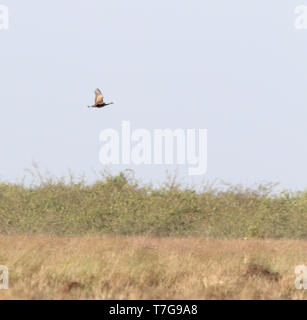 Kritisch bedrohte Bengal Florican (Houbaropsis bengalensis) im Flug über Wiesen. Stockfoto