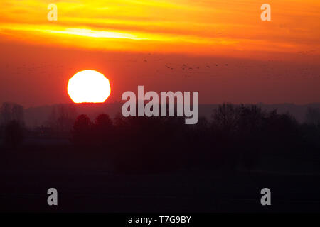 Gruppe der Gänse fliegen über Gelderse Poort in den Niederlanden während des Sonnenuntergangs. Stockfoto