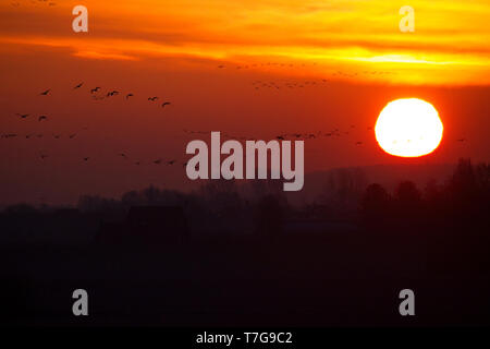 Gruppe der Gänse fliegen über Gelderse Poort in den Niederlanden während des Sonnenuntergangs. Stockfoto