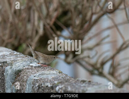 Im ersten Winter gemeinsame Grasshopper Warbler (Locustella naevia) auf einer französischen Wand in der Shetlandinseln, Schottland gelegen, im Herbst während der Migration. Stockfoto