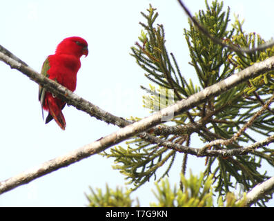 Chattering Lory (Lorius garrulus) in einem Baum auf Halmahera, Indonesien thront. Ein Wald - Wohnung Parrot endemisch in Norden Maluku. Stockfoto