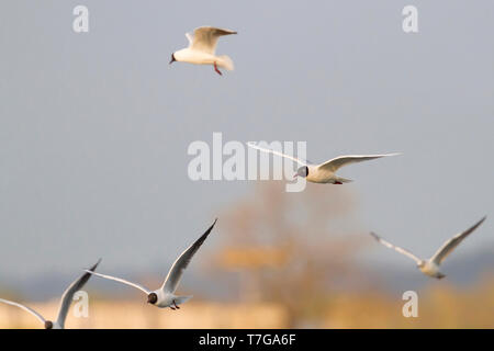 Hybrid Lachmöwe x Mediterrane Möwe (Larus ridibundus x melanocephalus), Deutschland, Erwachsene in der Zucht Gefieder. Fliegen über einem See. Stockfoto