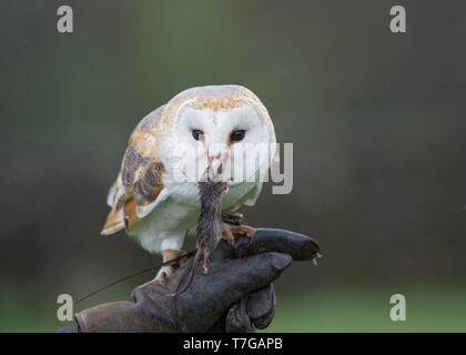 Captive Schleiereule, Tyto alba, mit Vole auf falkner Handschuh, Lancashire, Großbritannien Stockfoto