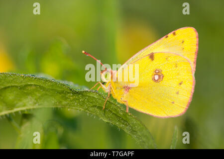 Colias Alfacariensis - Berger getrübt Gelb - Hufeisenklee-Gelbling, Deutschland (Baden-Württemberg), Imago Stockfoto