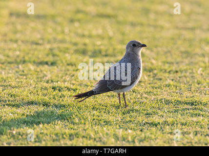 Im ersten Winter (Glareola pratincola Collared Pratincole) im Herbst in der Ebro Delta, Spanien. Stehend auf Gras Wiese mit Hintergrundbeleuchtung. Stockfoto