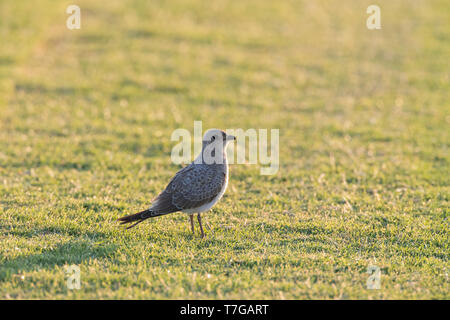 Im ersten Winter (Glareola pratincola Collared Pratincole) im Herbst in der Ebro Delta, Spanien. Stehend auf Gras Wiese mit Hintergrundbeleuchtung. Stockfoto