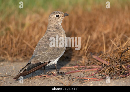 Im ersten Winter (Glareola pratincola Collared Pratincole) auf dem Boden im Herbst in der Ebro Delta gehockt, Spanien Stockfoto