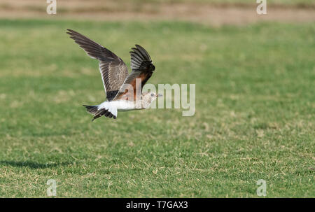 Im ersten Winter (Glareola pratincola Collared Pratincole) im Flug im Herbst in der Ebro Delta, Spanien. Unter Flügel. Stockfoto