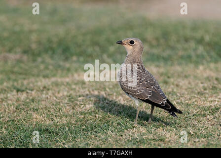 Im ersten Winter (Glareola pratincola Collared Pratincole) stehen in einem grassfield im Herbst in der Ebro Delta, Spanien Stockfoto