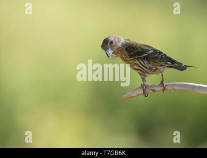 Unreife gemeinsame Gegenwechsel (Loxia curvirostra) mit zwei kleinen Flügel Bars. Am Rande von einem Zweig in einem Kiefernwald in pre Thront - Pyrenäen in Spanien. Stockfoto