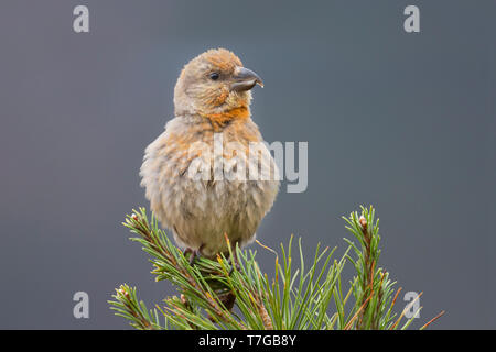 Erwachsene männliche Gemeinsame Gegenwechsel (Loxia curvirostra polyogyna) in Afrikanischen Pinienwald in Marokko. Stockfoto