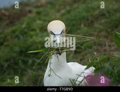 Nahaufnahme, Porträt von Northern Gannet, Morus bassanus, Bempton Cliffs, Sammeln von Gras im Schnabel, zum Nest, in der Brutzeit, Großbritannien Stockfoto