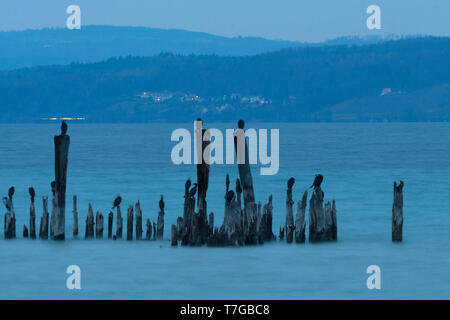 Herde von großer Kormorane (Phalacrocorax carbo sinensis) Unterarten ruht auf Holzpfähle in Berg See in der Schweiz. Stockfoto