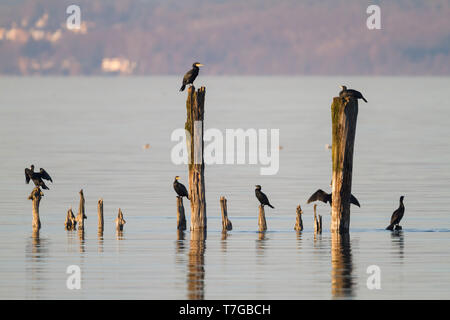 Herde von großer Kormorane (Phalacrocorax carbo sinensis) Unterarten ruht auf Holzpfähle in Berg See in der Schweiz. Stockfoto