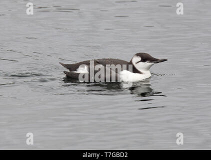 Im ersten Winter gemeinsame Trottellumme (Uria aalge) Schwimmen im Meer. Stockfoto