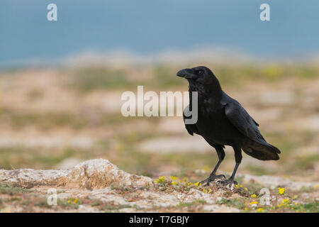 Nach Kolkrabe (Corvus Corax) tingitanus stehend auf dem Boden in Marokko. Stockfoto